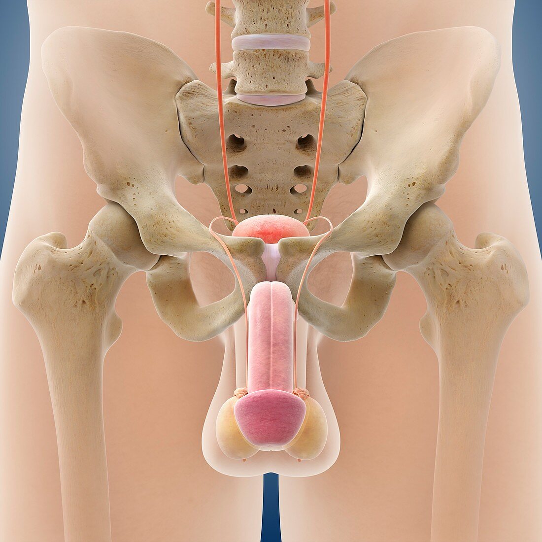 Male genitourinary system,artwork