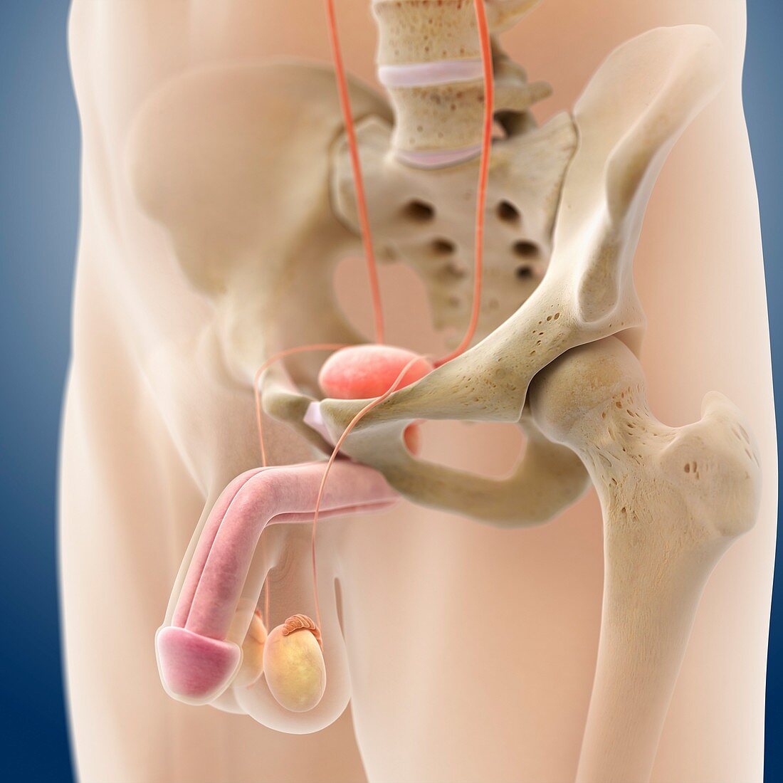 Male genitourinary system,artwork