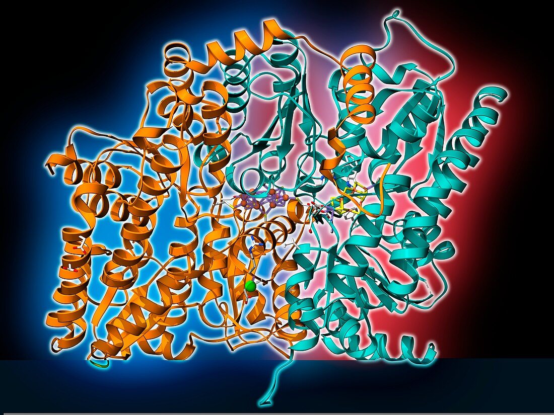 Nitrogen-fixing molybdenum iron enzyme