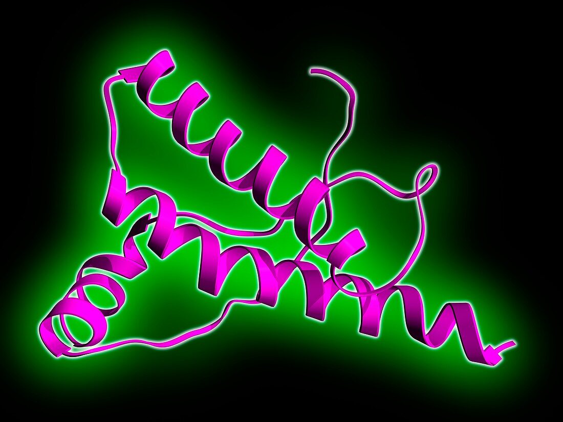 Human prion precursor protein