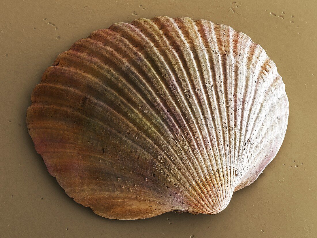 Common cockle (bivalve) shell SEM