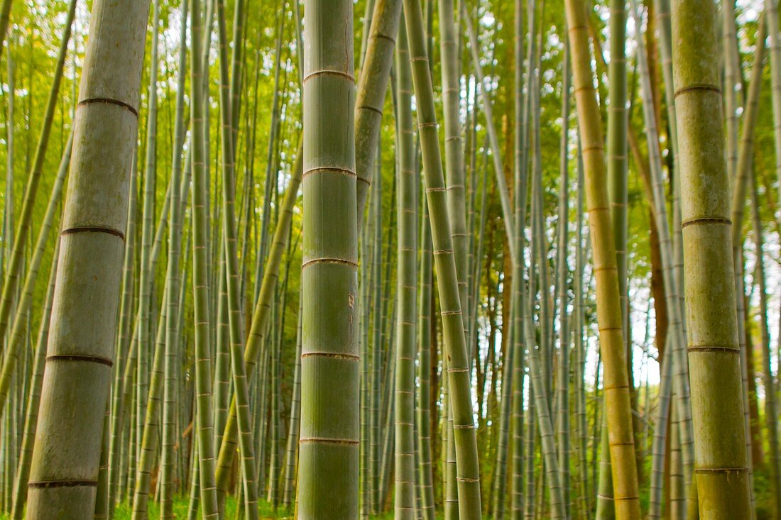 Bamboo grove in Japan