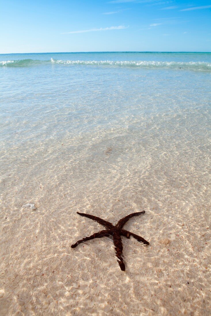 Starfish,Turquoise bay,Australia