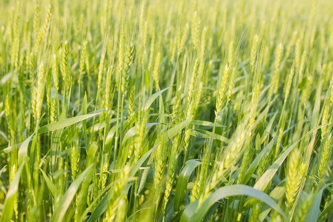Green wheat field in Japan