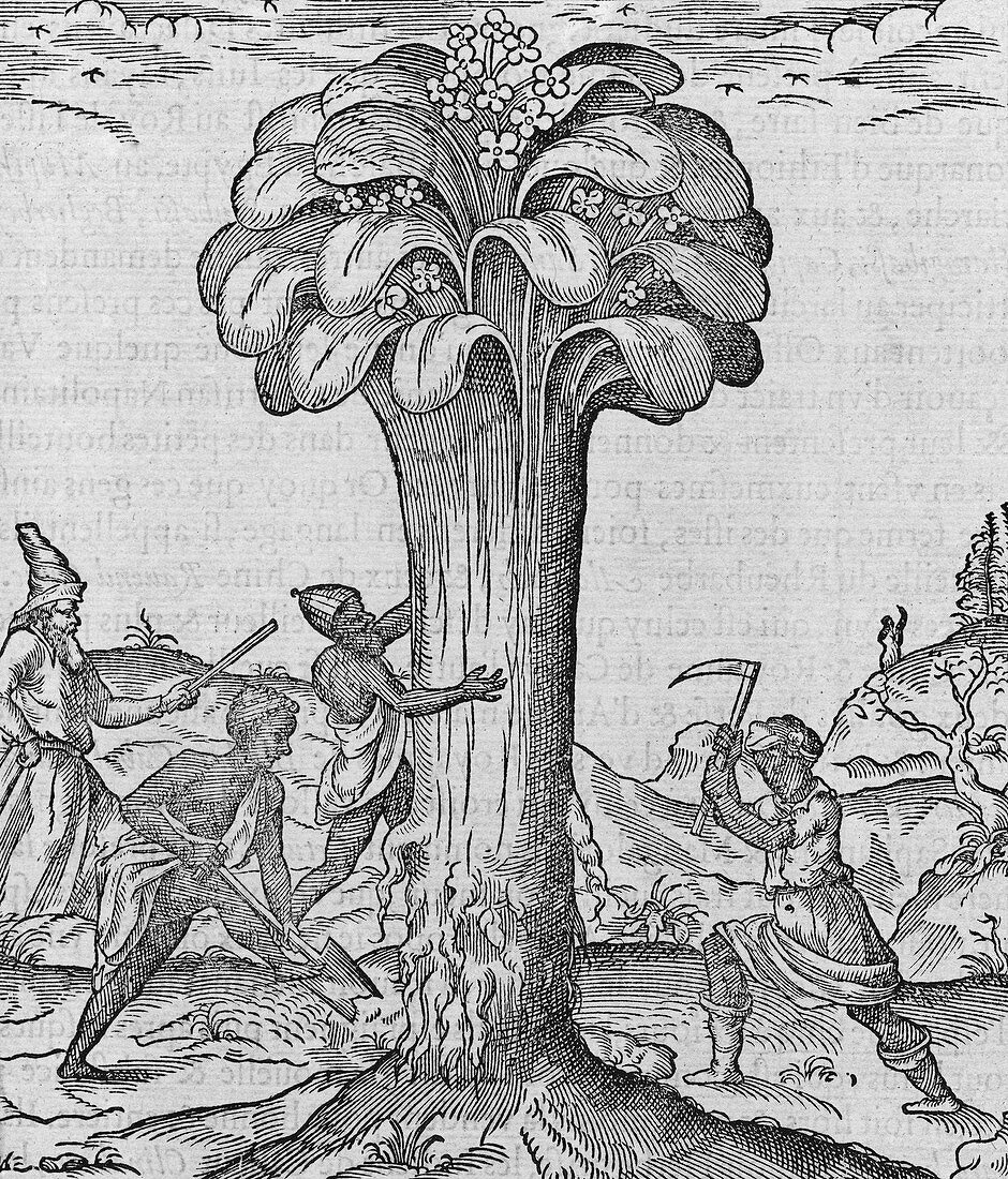 Rhubarb cultivation,16th century