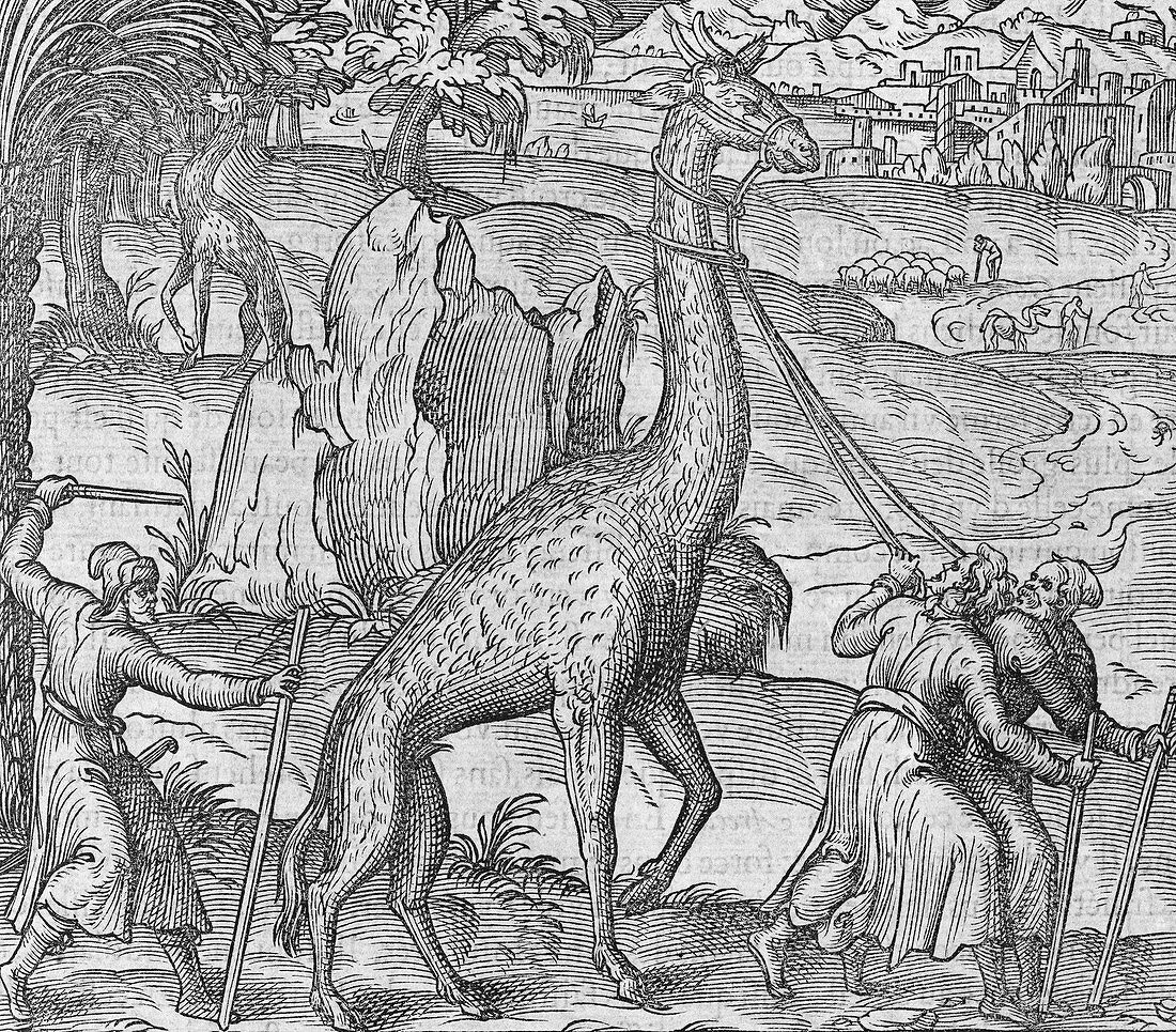 Captive giraffe,16th century