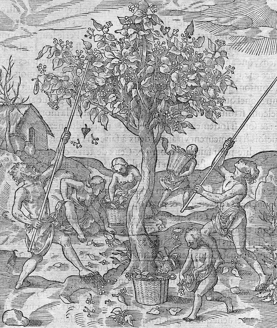 Pepper tree cultivation,16th century
