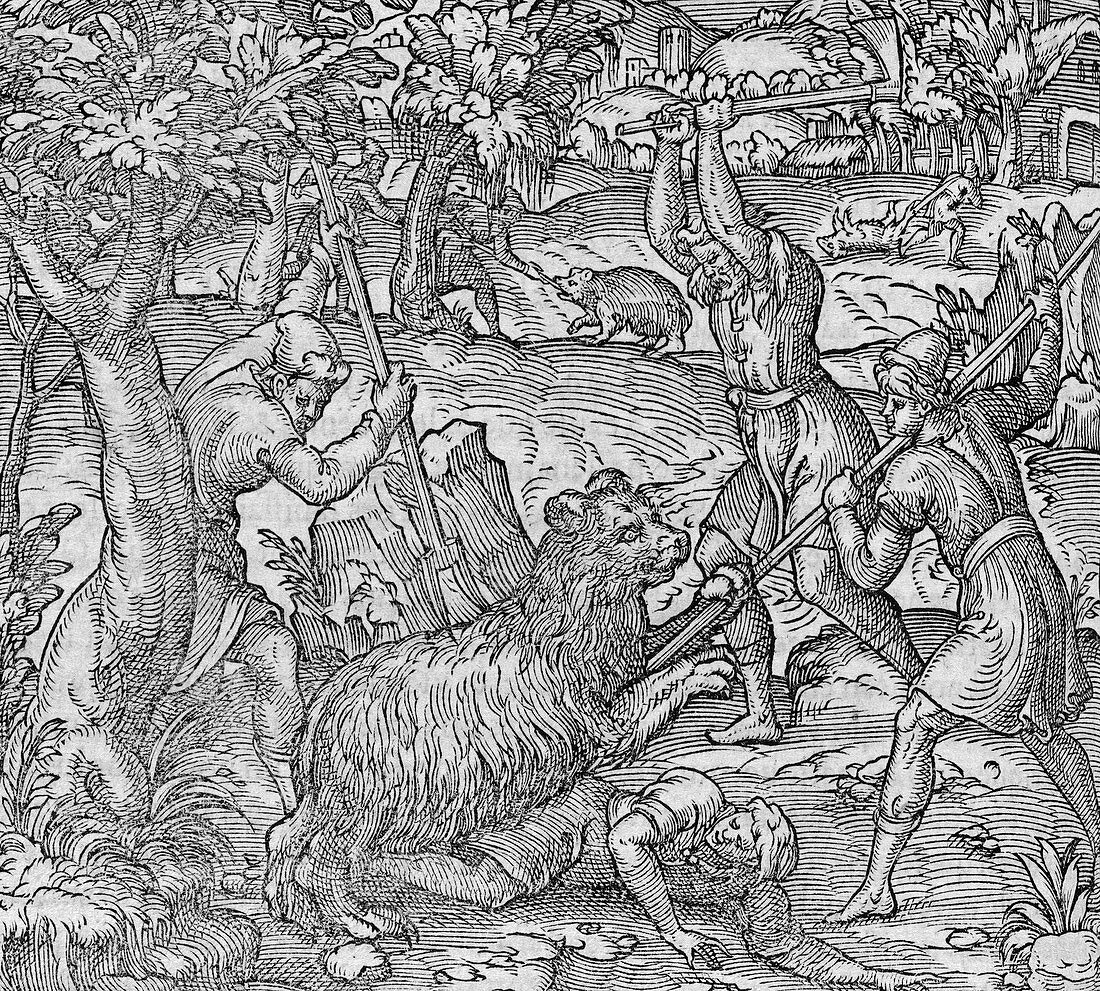 Bear hunting,16th century