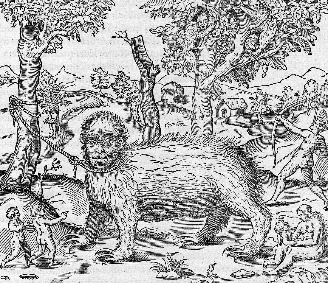 Captive sloth,16th century