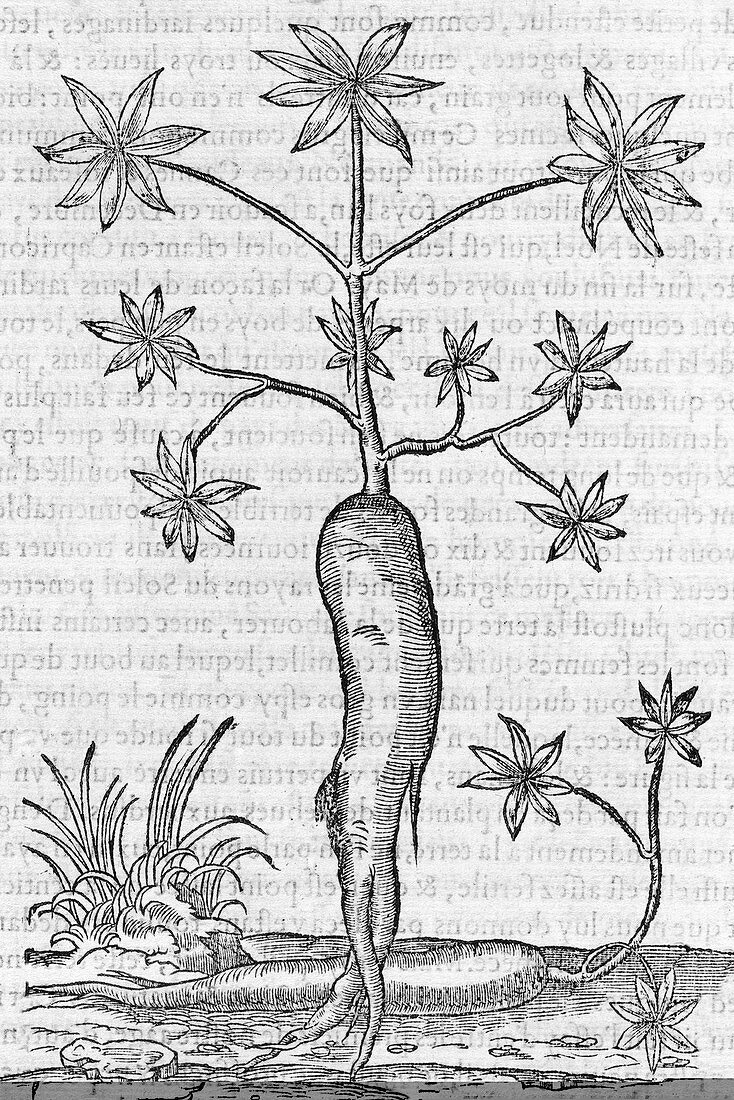 Cassava plant,16th century