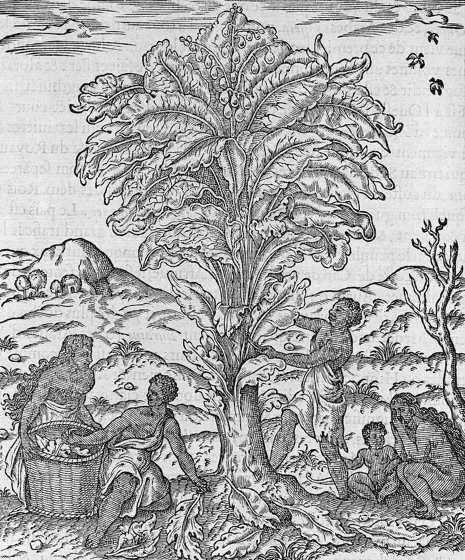 African herbal tree,16th century