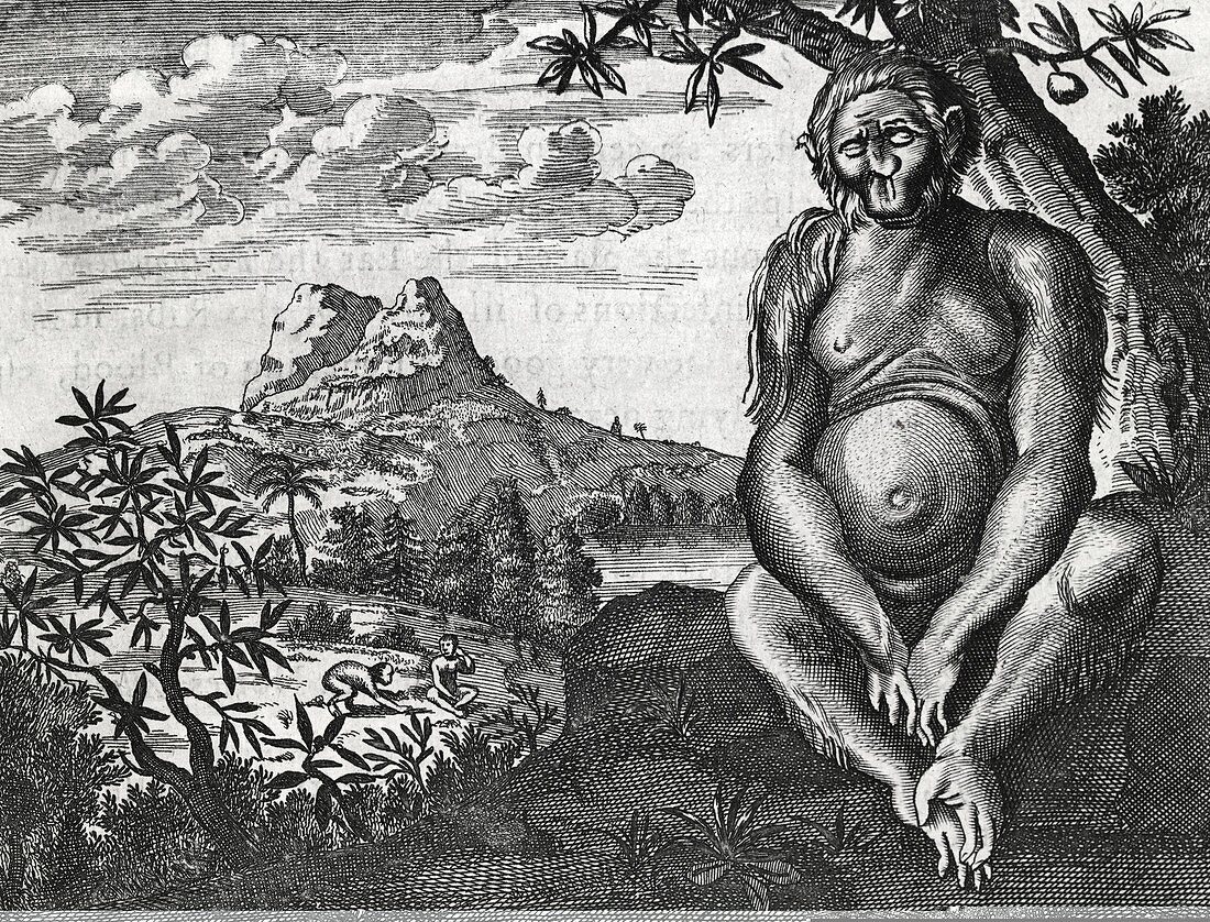 African primate,17th century