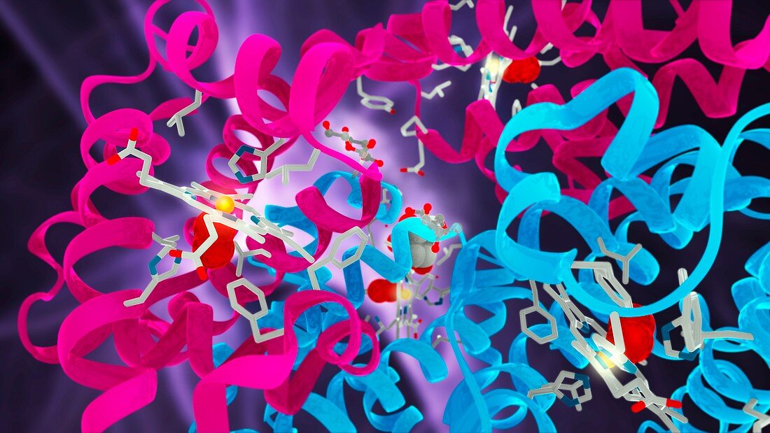 Glycated haemoglobin molecule