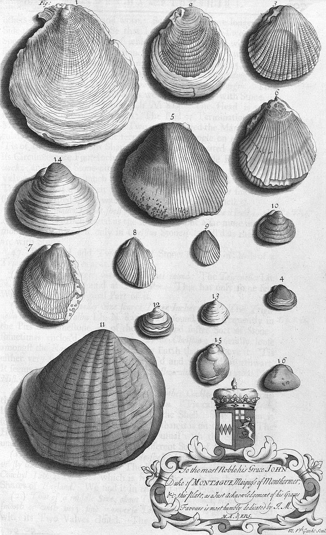 Shell specimens,18th century