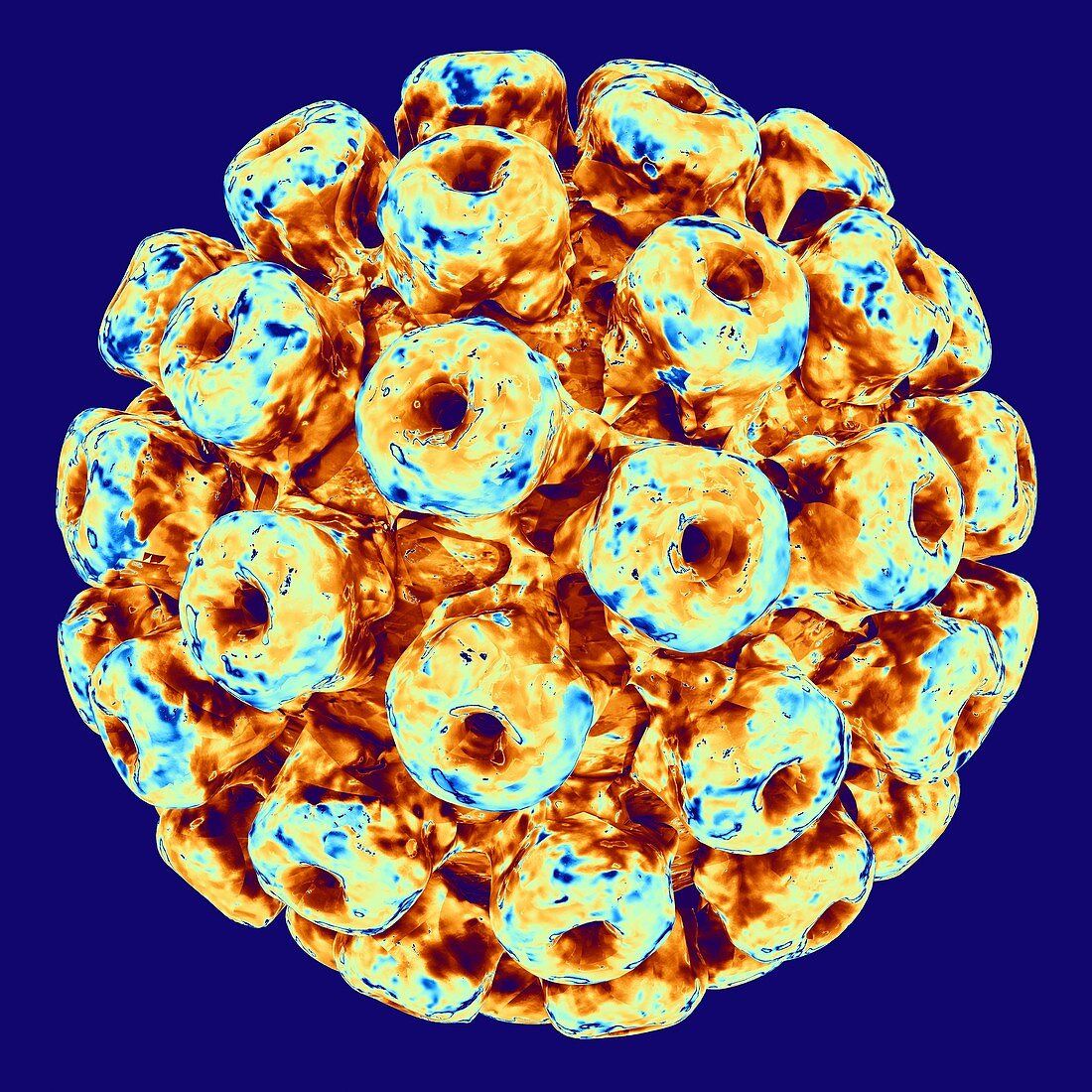 Polyoma BK virus,artwork