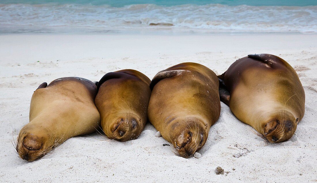 Galapagos sea lions resting on a beach