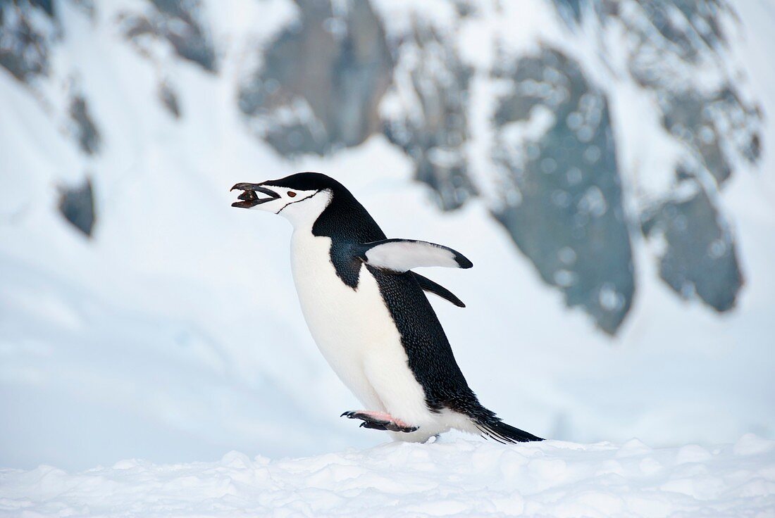 Chinstrap penguin with a pebble