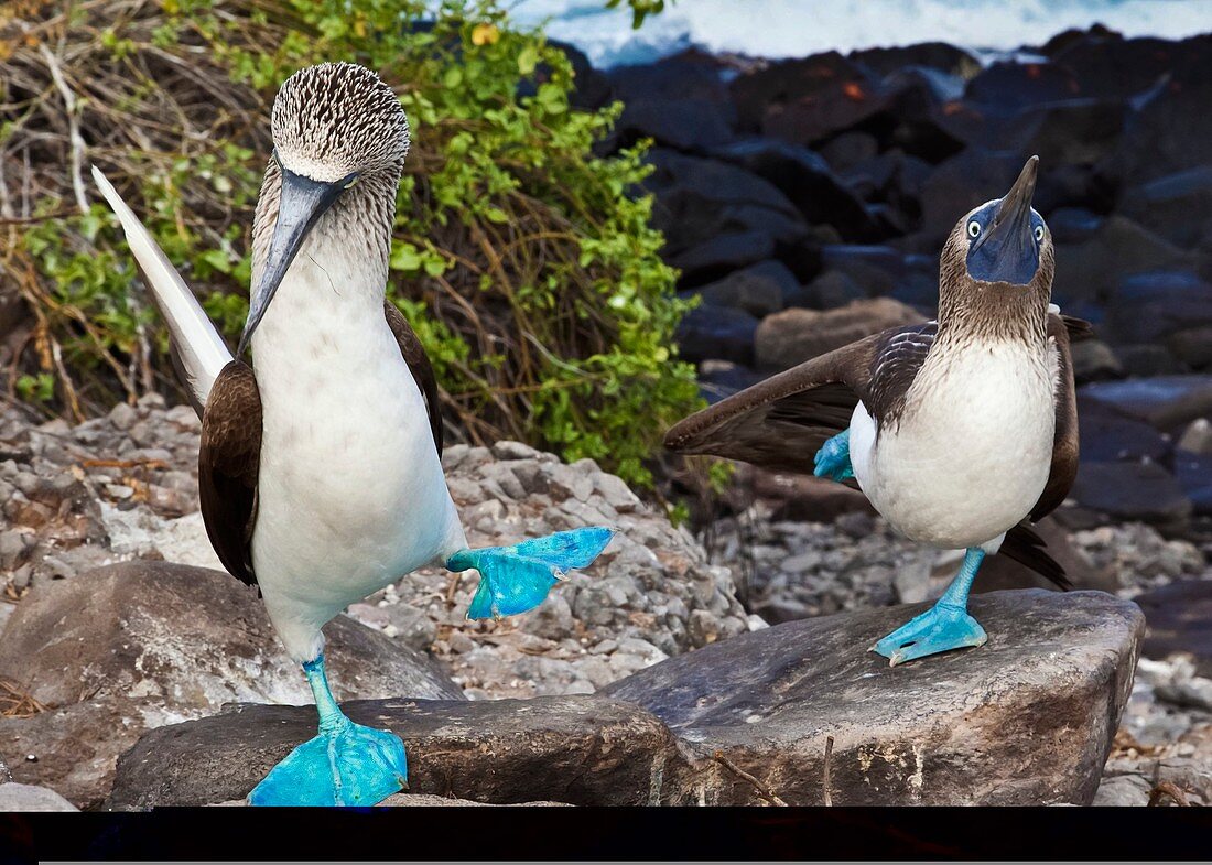 Blue-footed booby courtship display