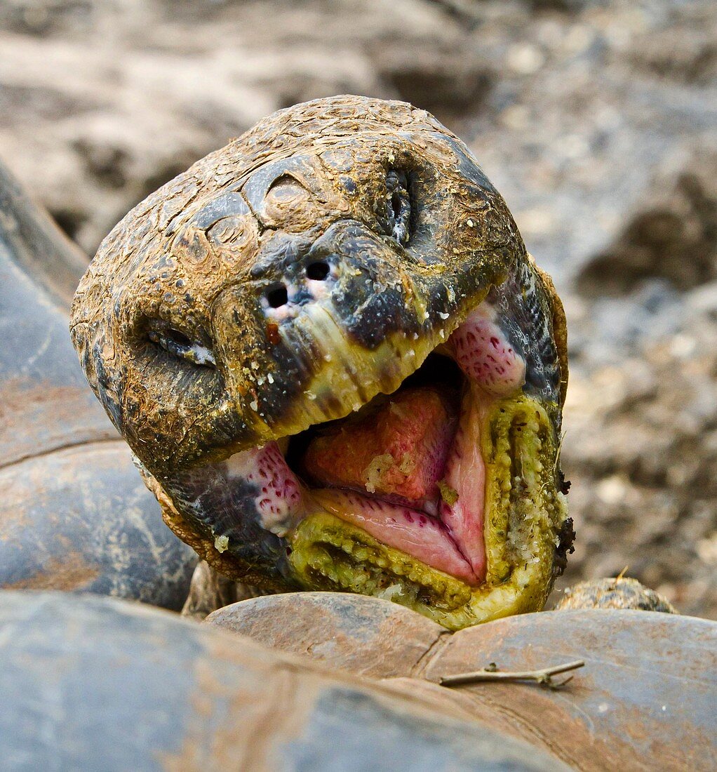 Galapagos tortoise eating