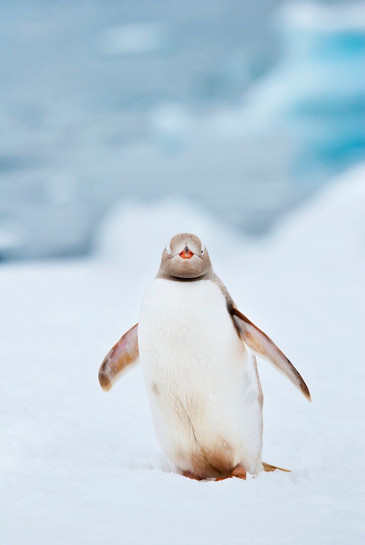 Leucistic gentoo penguin
