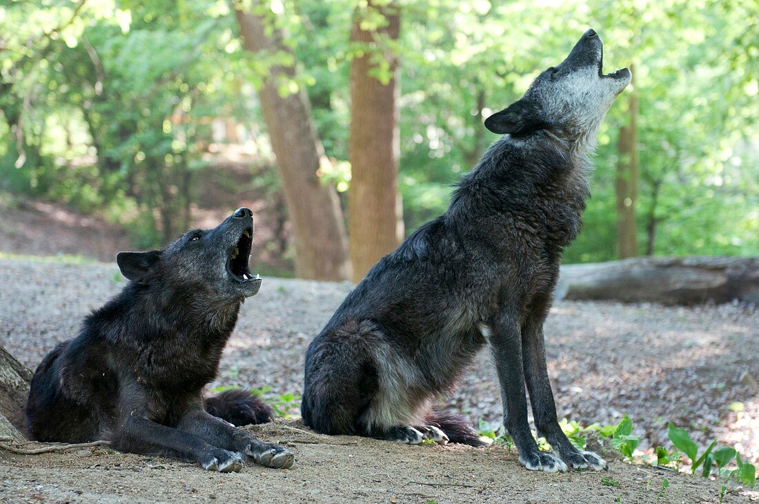 Gray wolves howling