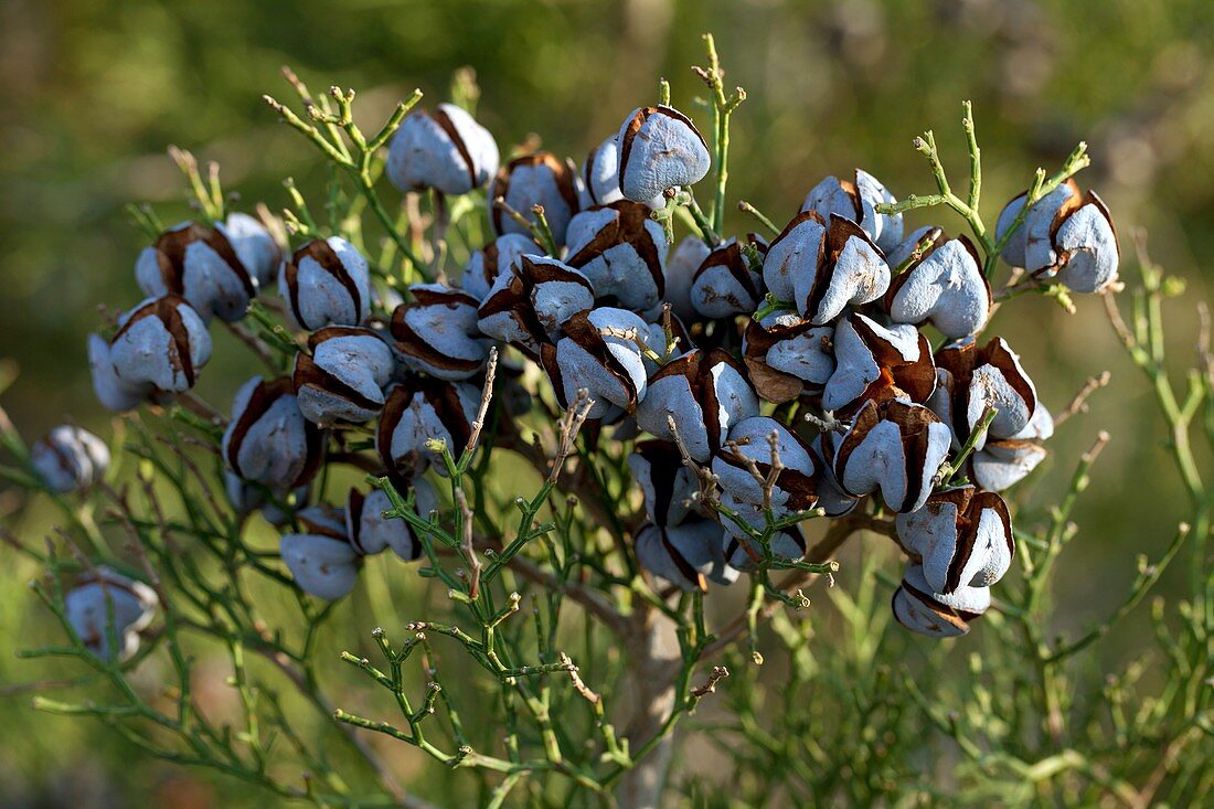 Juniper berries (Juniperus sp.)