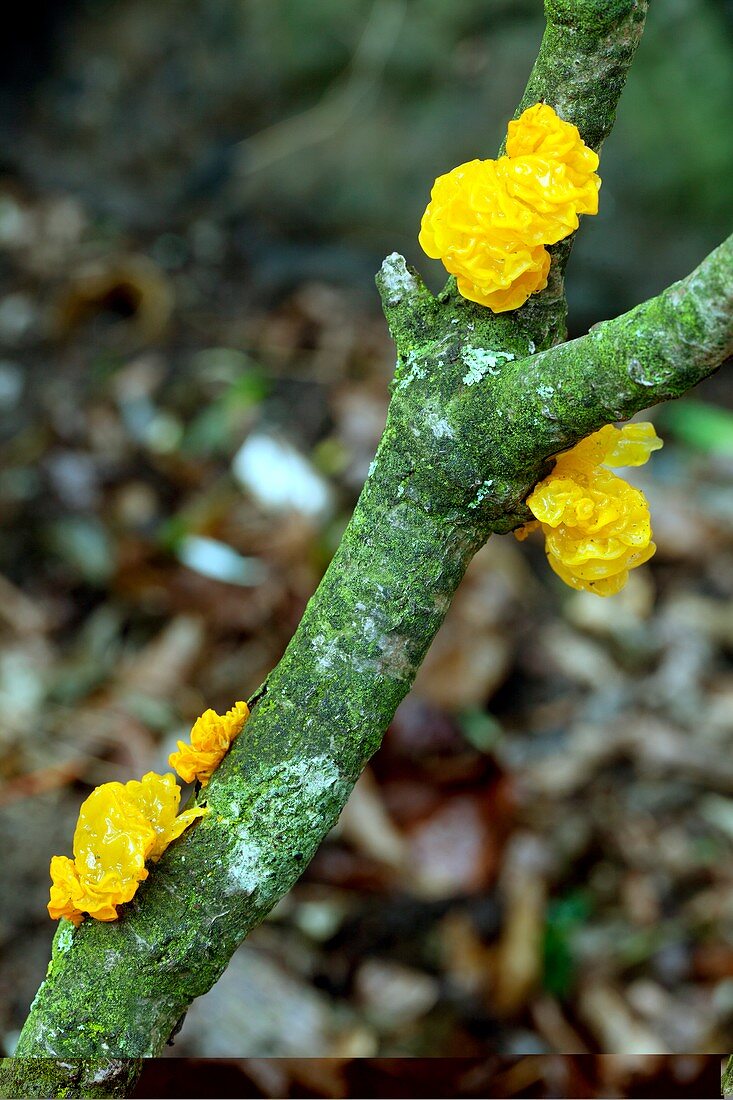 Witches' butter (Tremella mesenterica)
