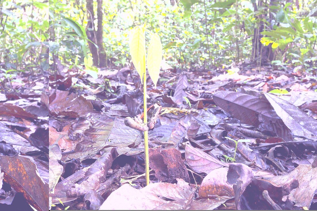 Young tree growing in a rain forest