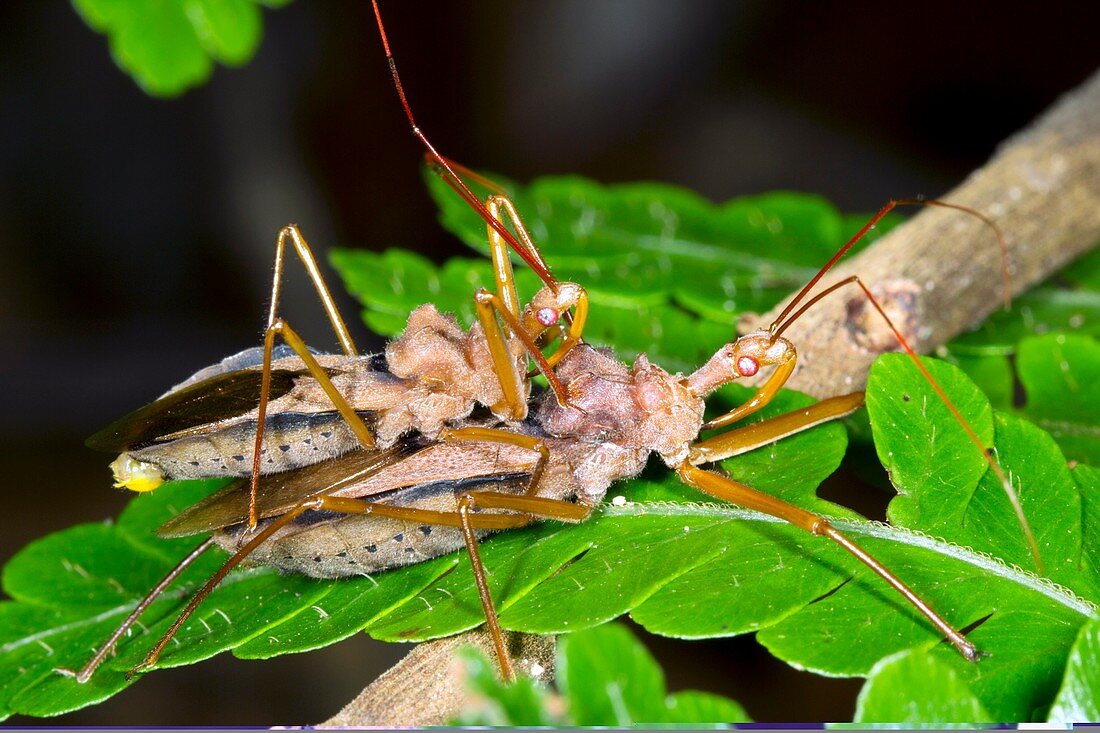 Assassin bugs mating,Ecuador