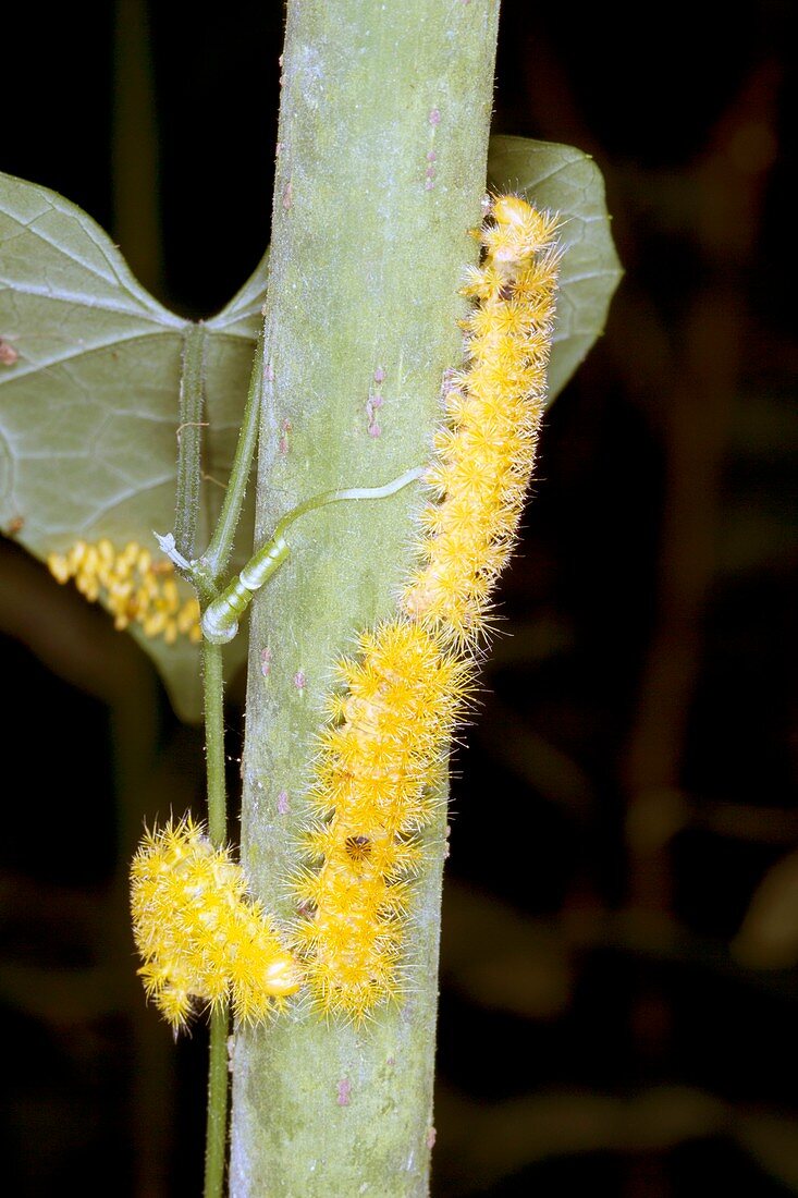 Processionary caterpillars on a plant