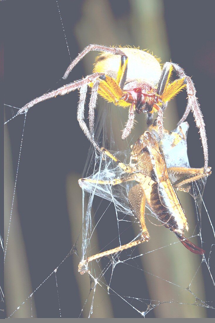 Orb weaver spider and prey,Ecuador