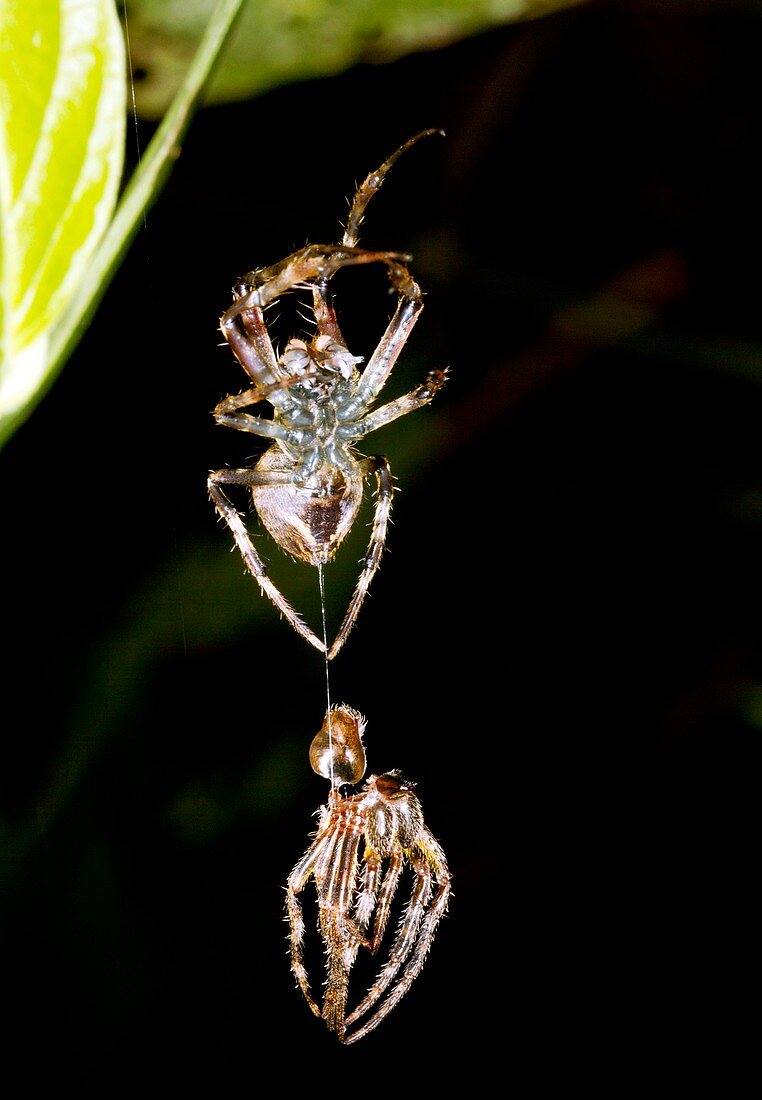 Spider shedding its skin