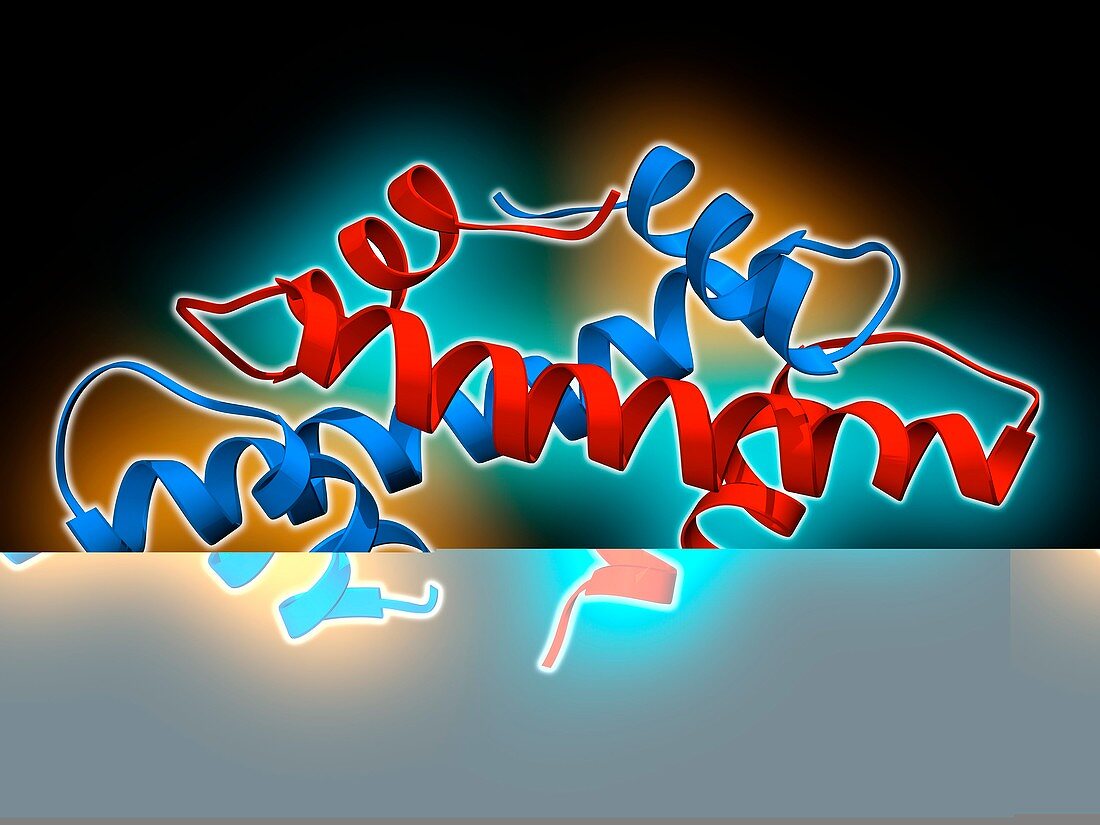 Bacterial histone molecule