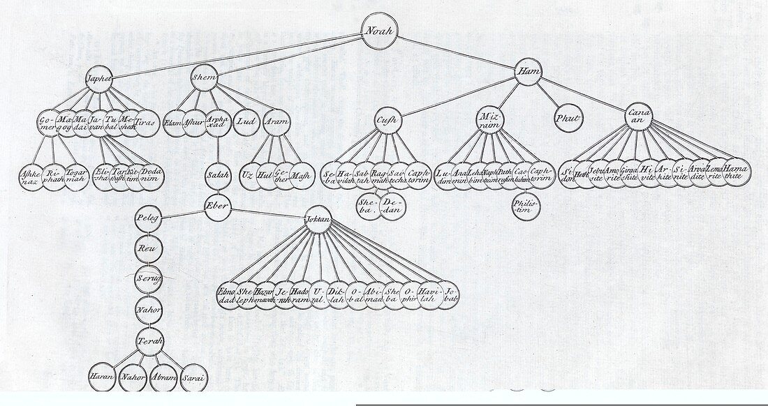 Noah family tree,18th century