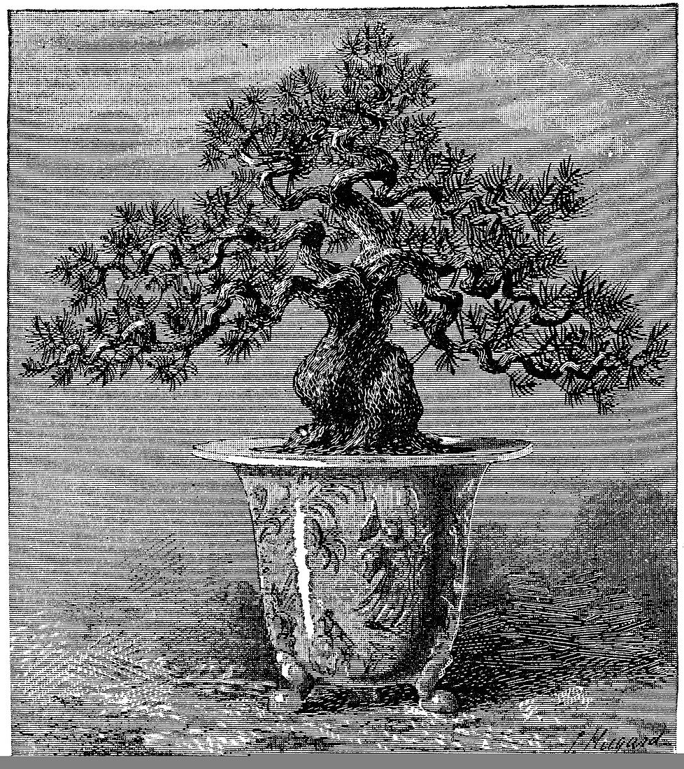 Bonsai dwarf pine,1889