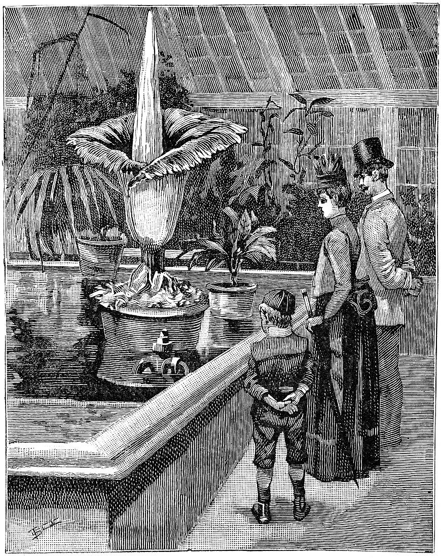 Titan arum flowering at Kew,1889