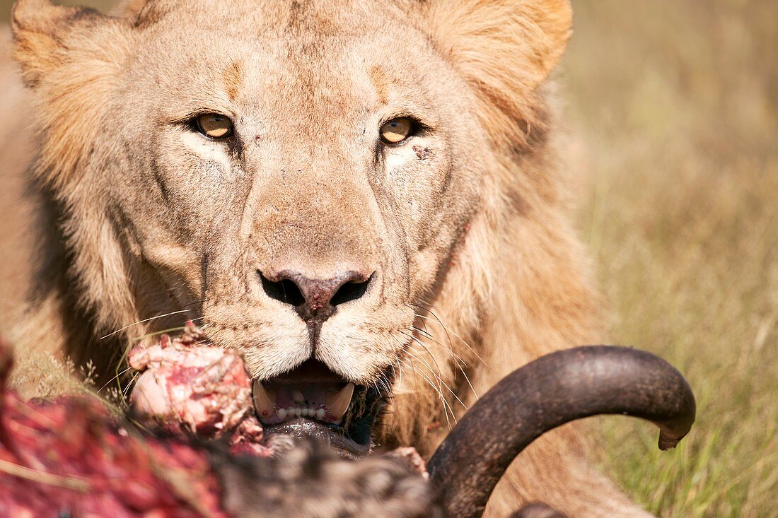 African lion with its kill
