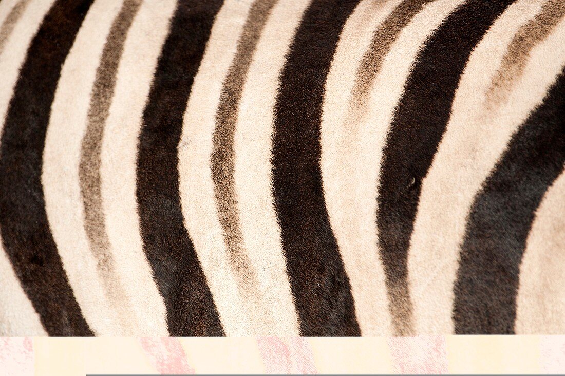 Zebra stripes