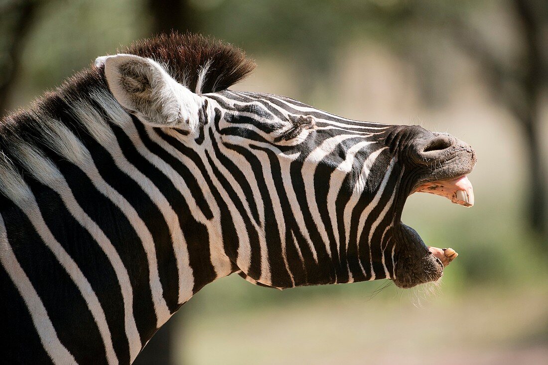 Zebra calling