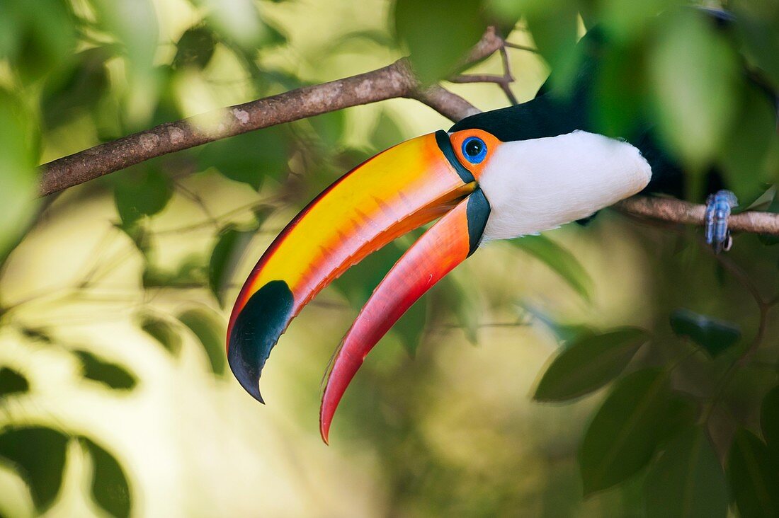 Toco toucan in a tree