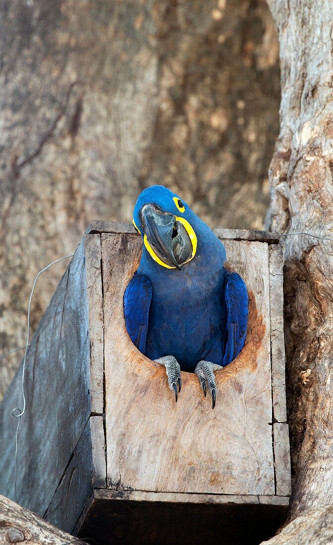 Hyacinth macaw in a nesting box