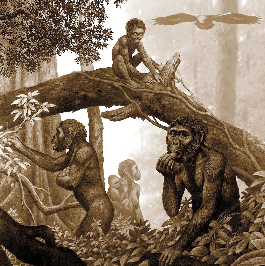Australopithecus africanus,artwork