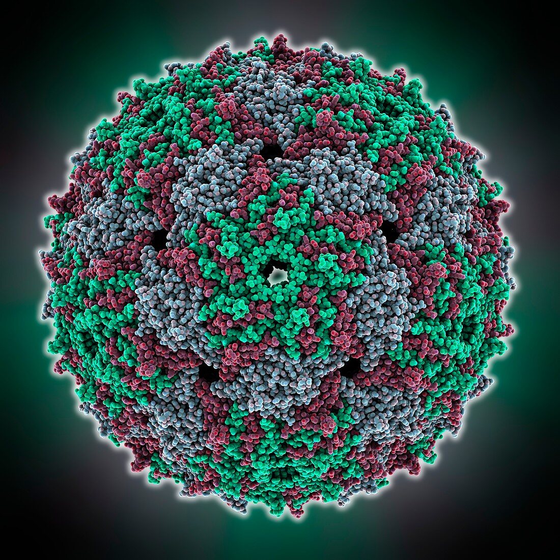 Bacteriophage MS2 capsid protein