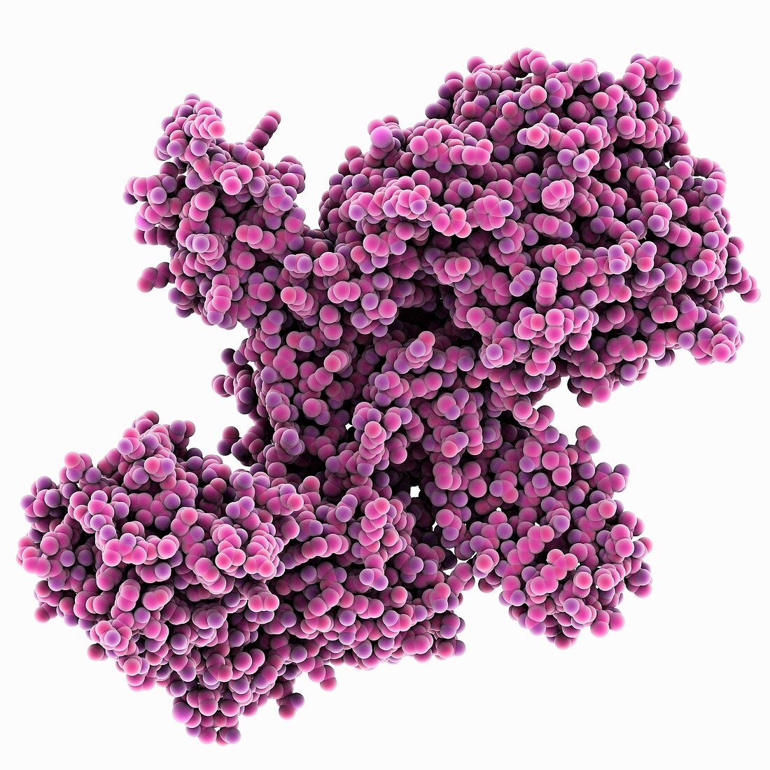 Botulinum toxin A,molecular model