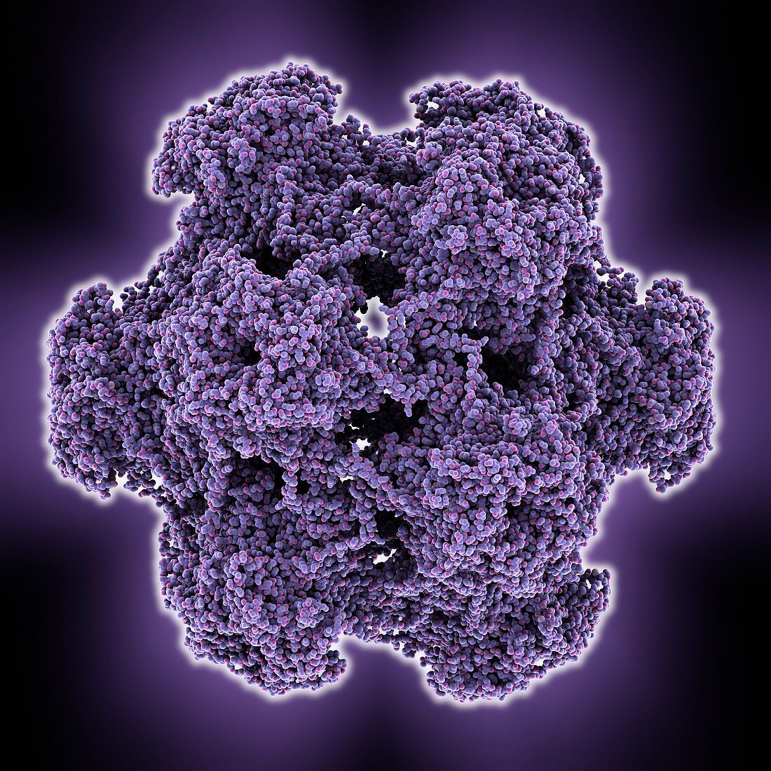 HPV L1 surface protein