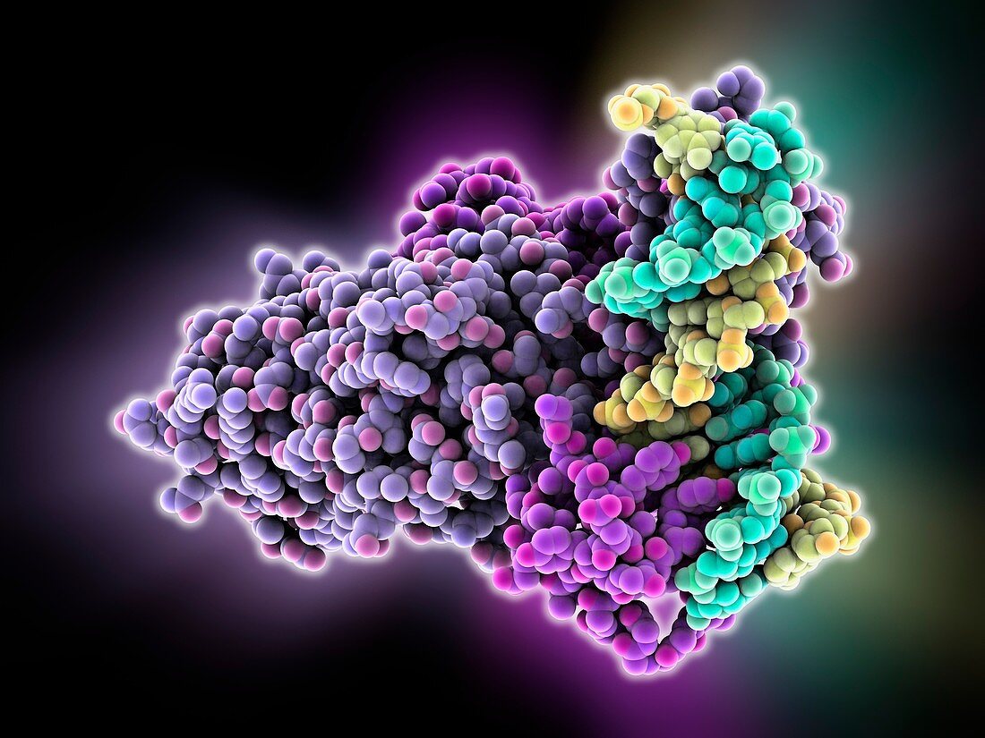 LAC repressor bound to DNA