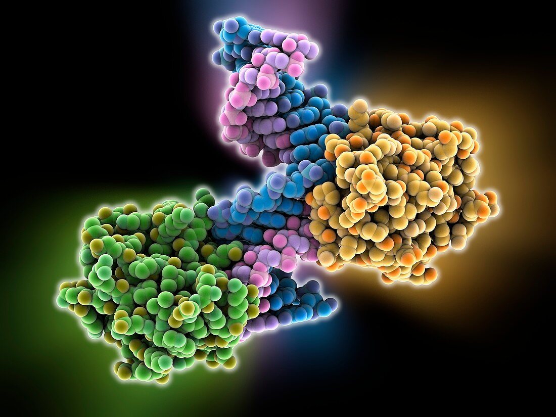 Ribonuclease with RNA DNA hybrid