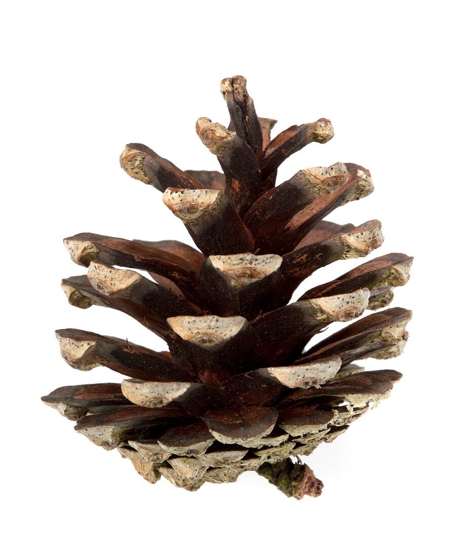 Open pine cone