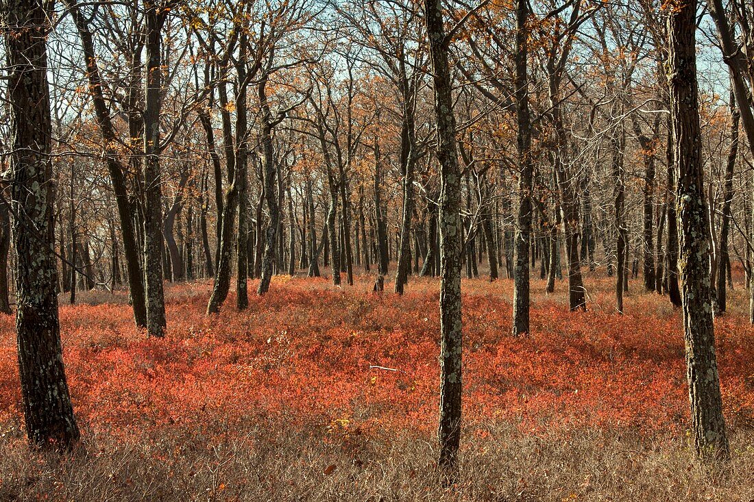 Oak woodland in autumn