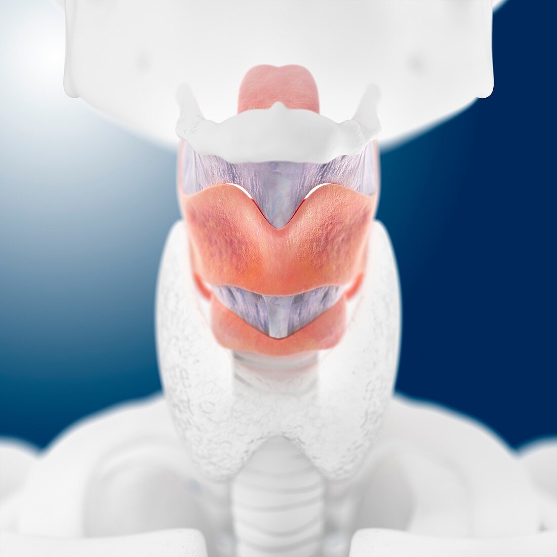 Healthy larynx and thyroid,artwork